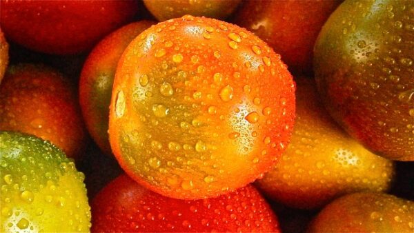 Image of Orange Fruit Celebrations